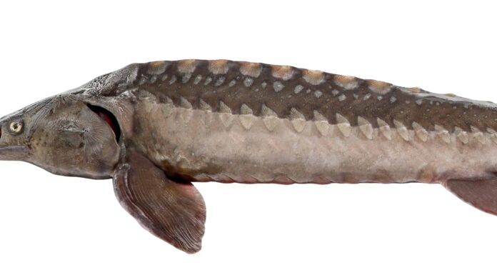 Scopri il più grande storione bianco mai catturato in California
