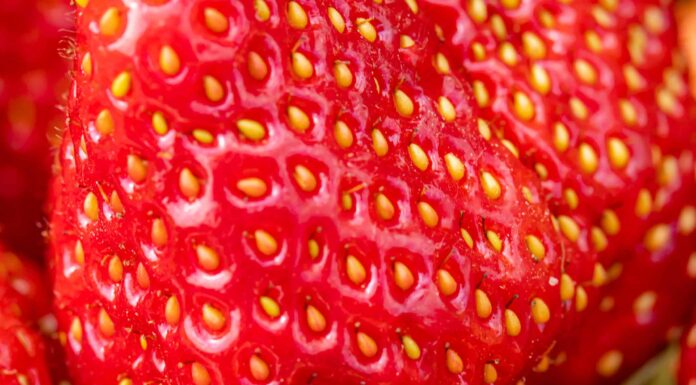 Scopri la fragola più grande del mondo mai coltivata
