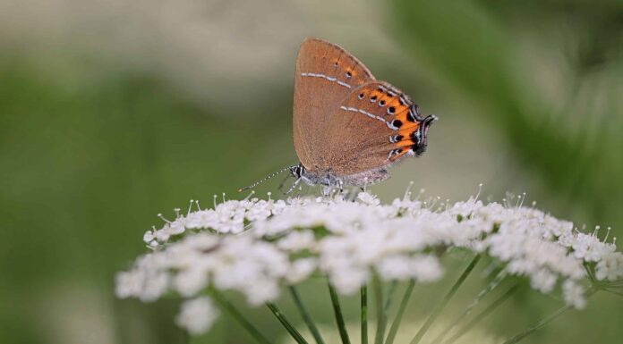Scopri l'insetto ufficiale dello stato del Colorado

