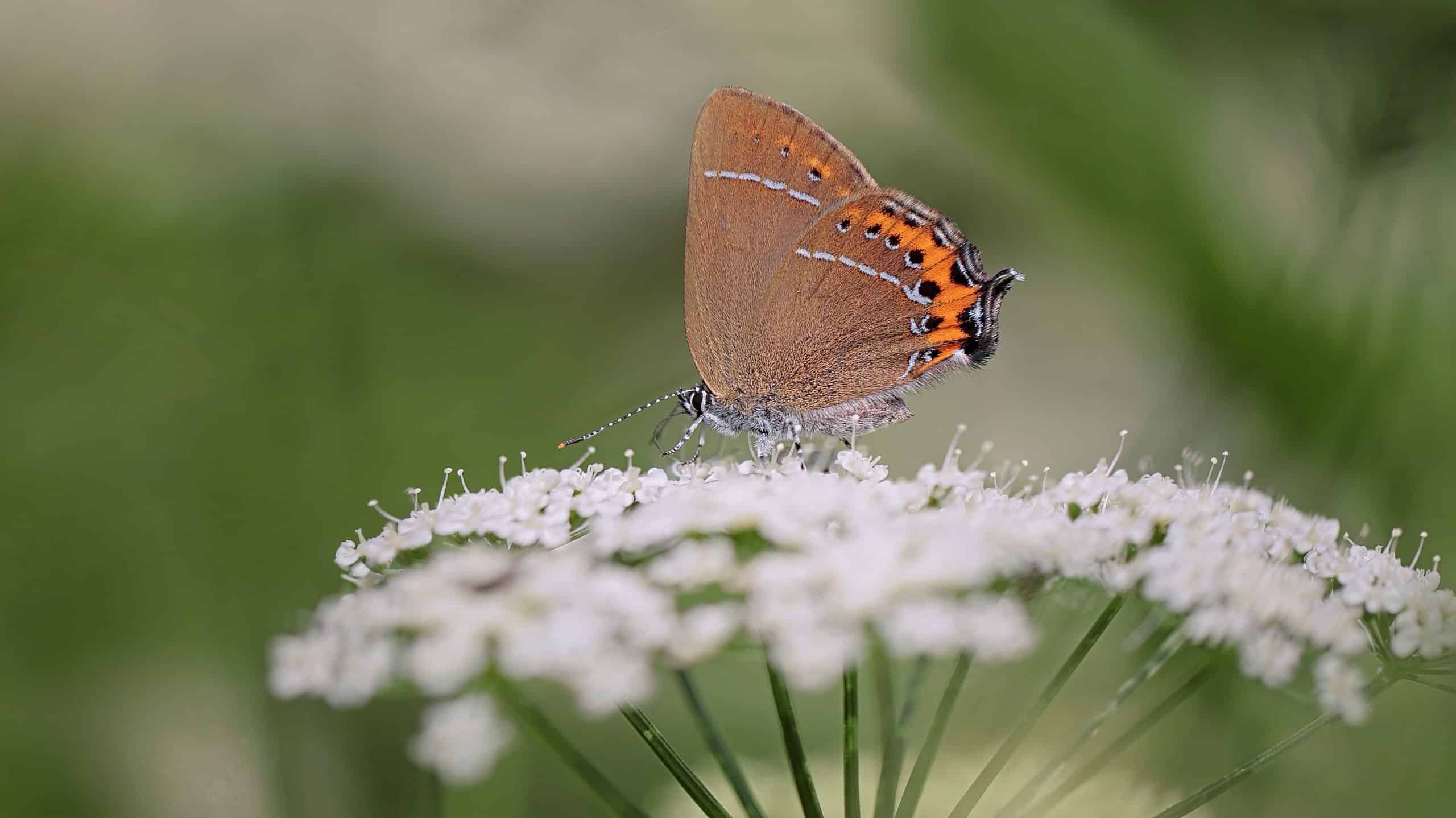 Scopri l'insetto ufficiale dello stato del Colorado