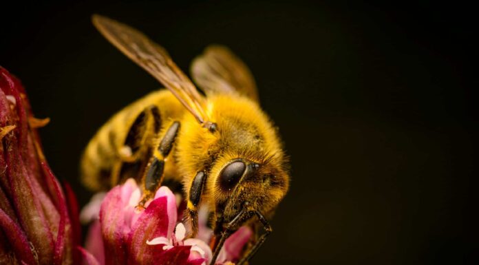 Scopri l'insetto ufficiale dello stato dell'Arkansas
