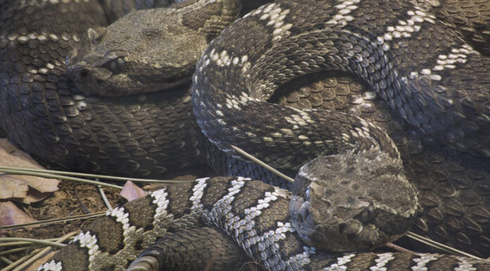 Scopri l'isola vulcanica infestata dai serpenti conosciuta come "Il più grande nido di serpenti a sonagli del mondo"
