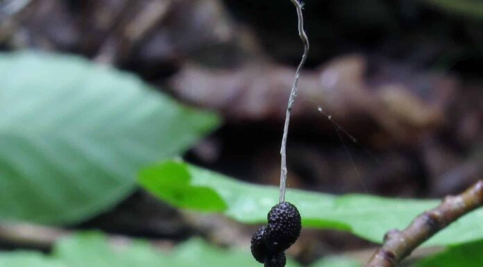 Scopri tutti i funghi in The Last of Us
