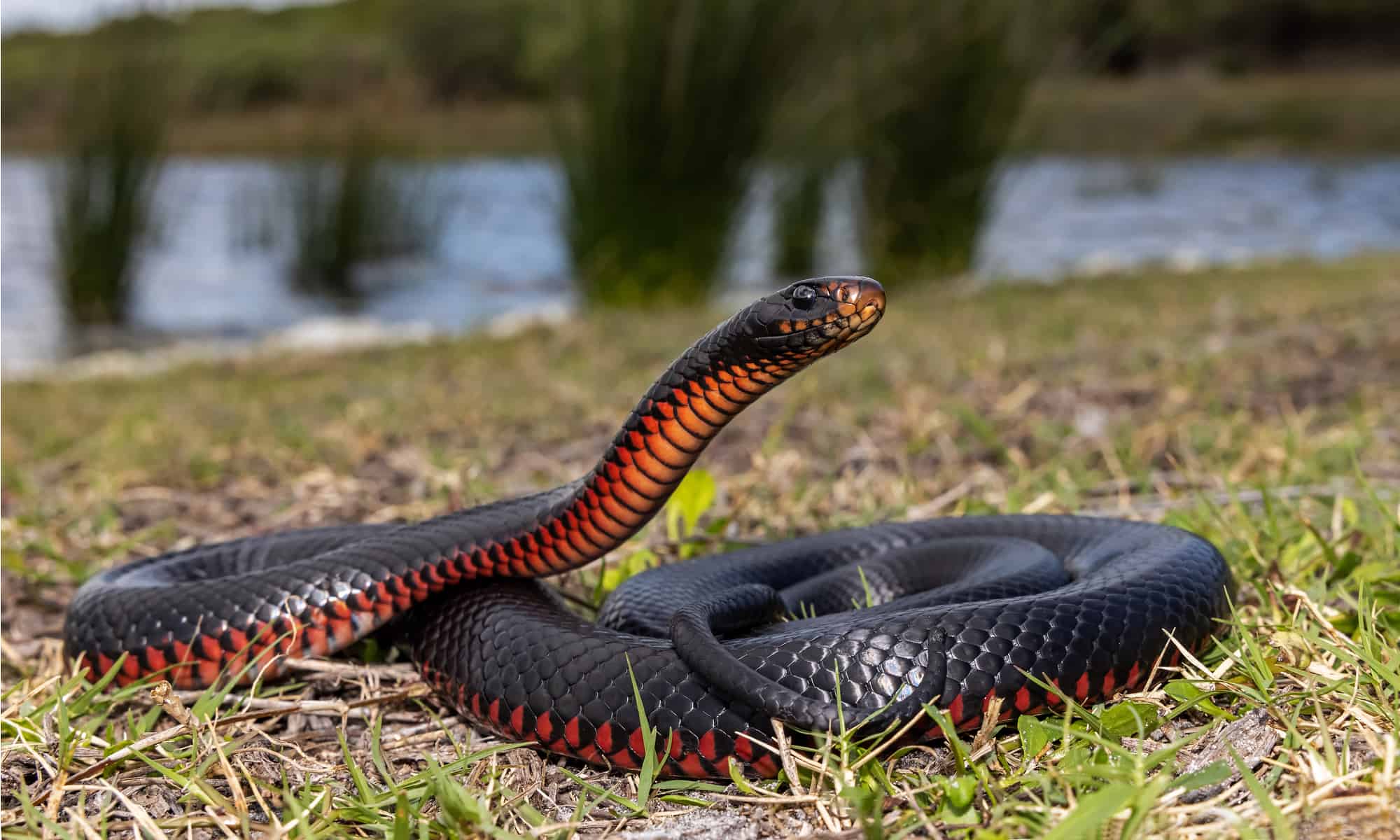 Serpente nero con pancia rossa in Florida: cos'è ed è velenoso?