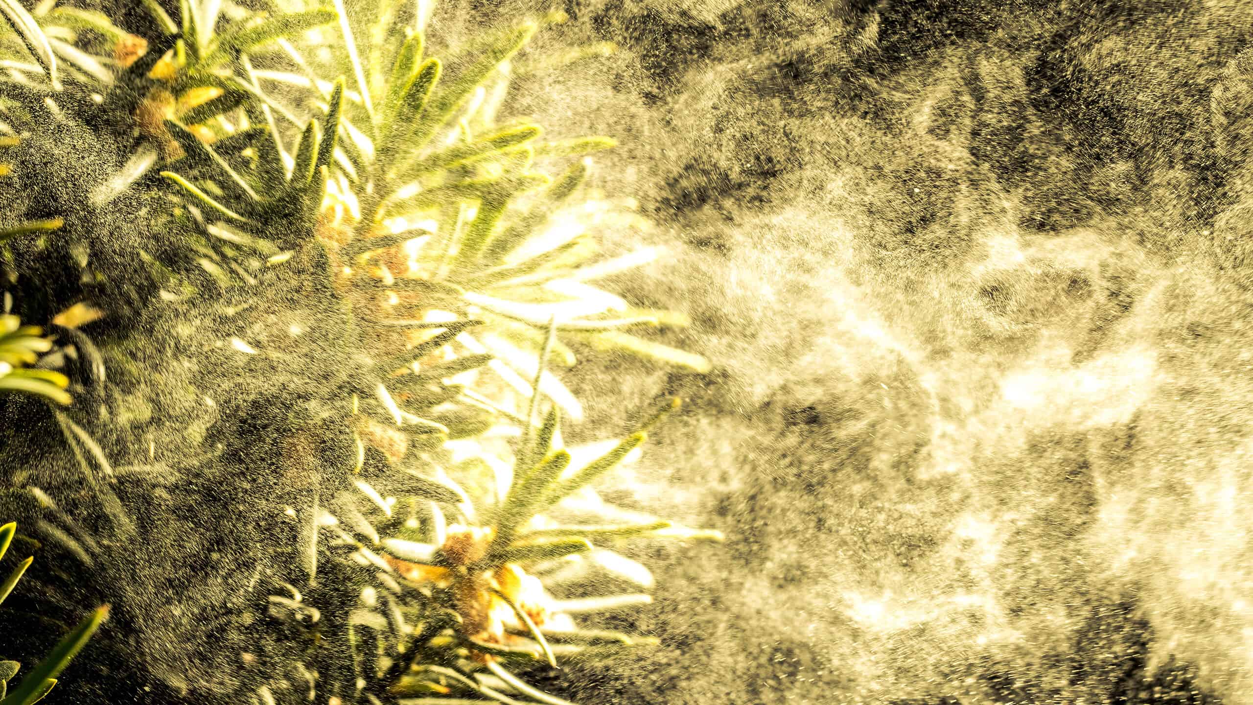 Stagione delle allergie dell'Indiana: picco, tempistica e sintomi