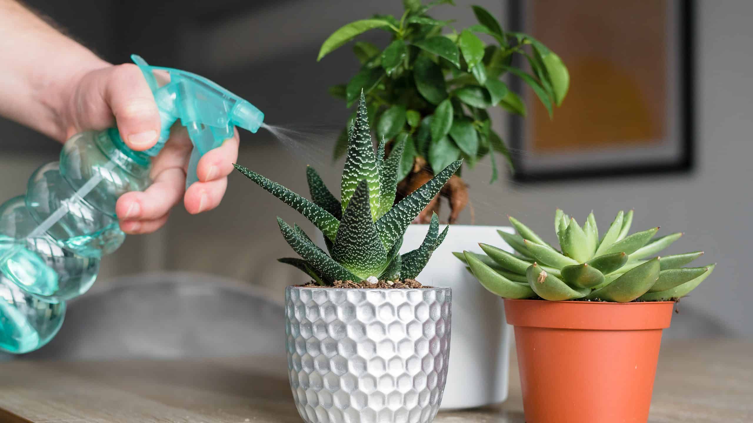 Succulente sott'acqua e sott'acqua: come capire la differenza