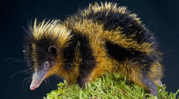 Tenrec
