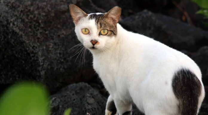 Tipi di gatti selvatici
