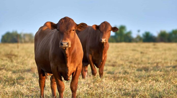 Un toro in un negozio cinese: significato e origine rivelati
