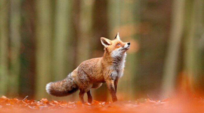 Volpi in Georgia: tipi e dove vivono
