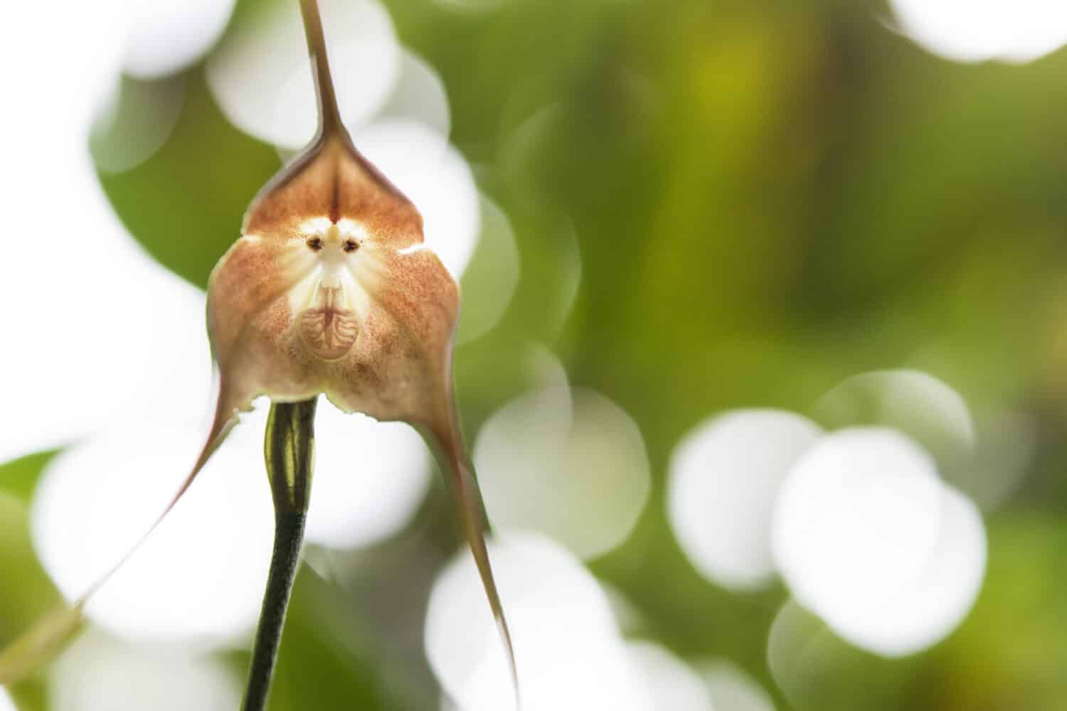 a Monkey Orchid (Looks Like a Monkey&rsquo;s Face)