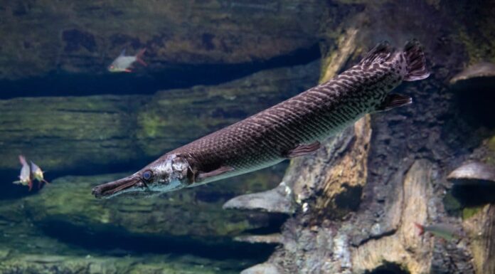 Scopri il più grande luccio dal naso lungo mai catturato in Louisiana
