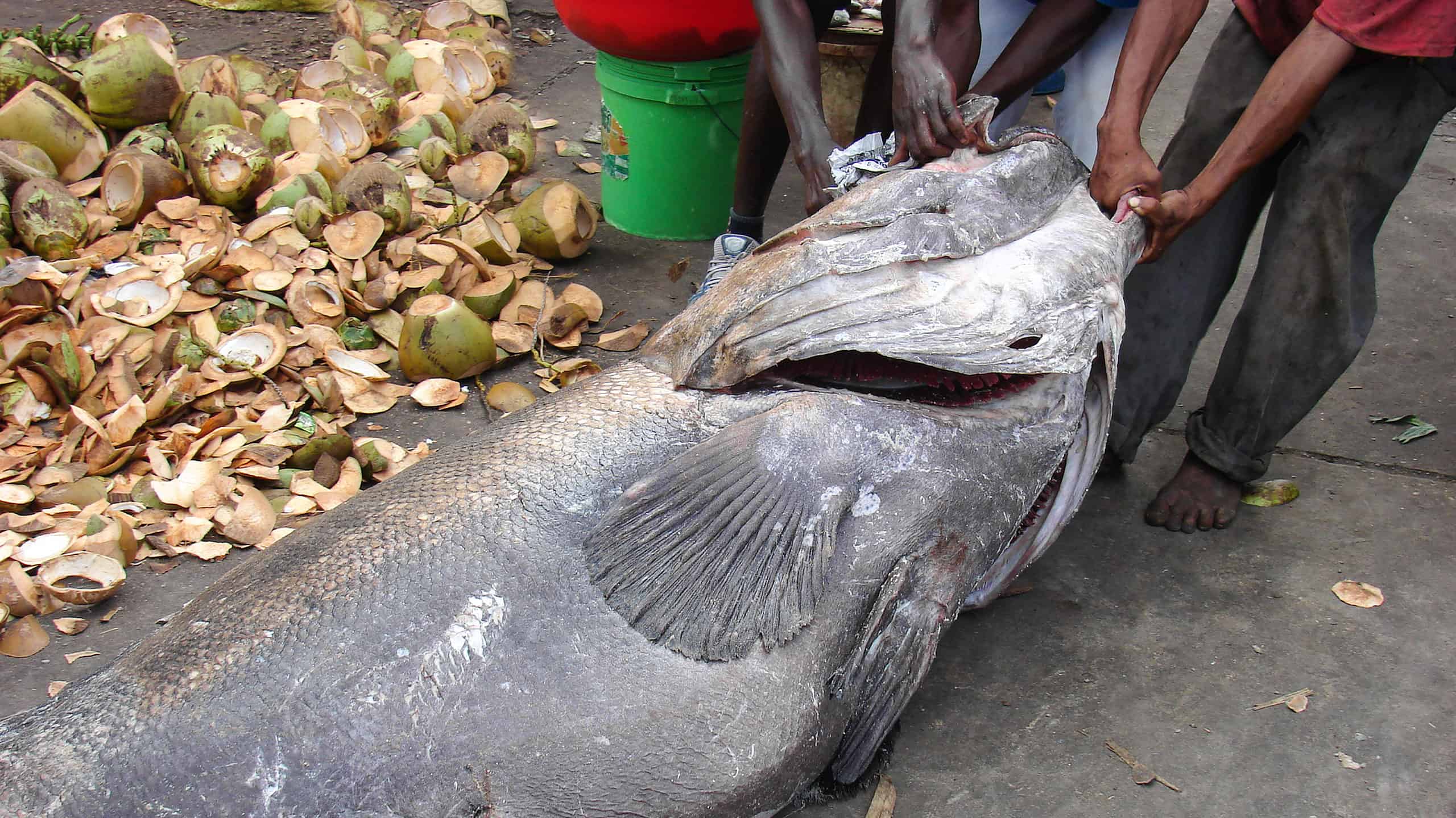 Scopri 7 pesci spettacolari trovati in Mali