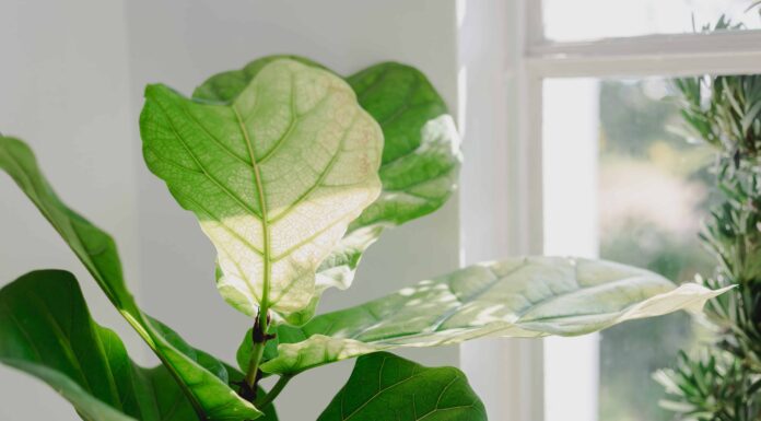 Requisiti della luce del fico a foglia di violino: una guida completa
