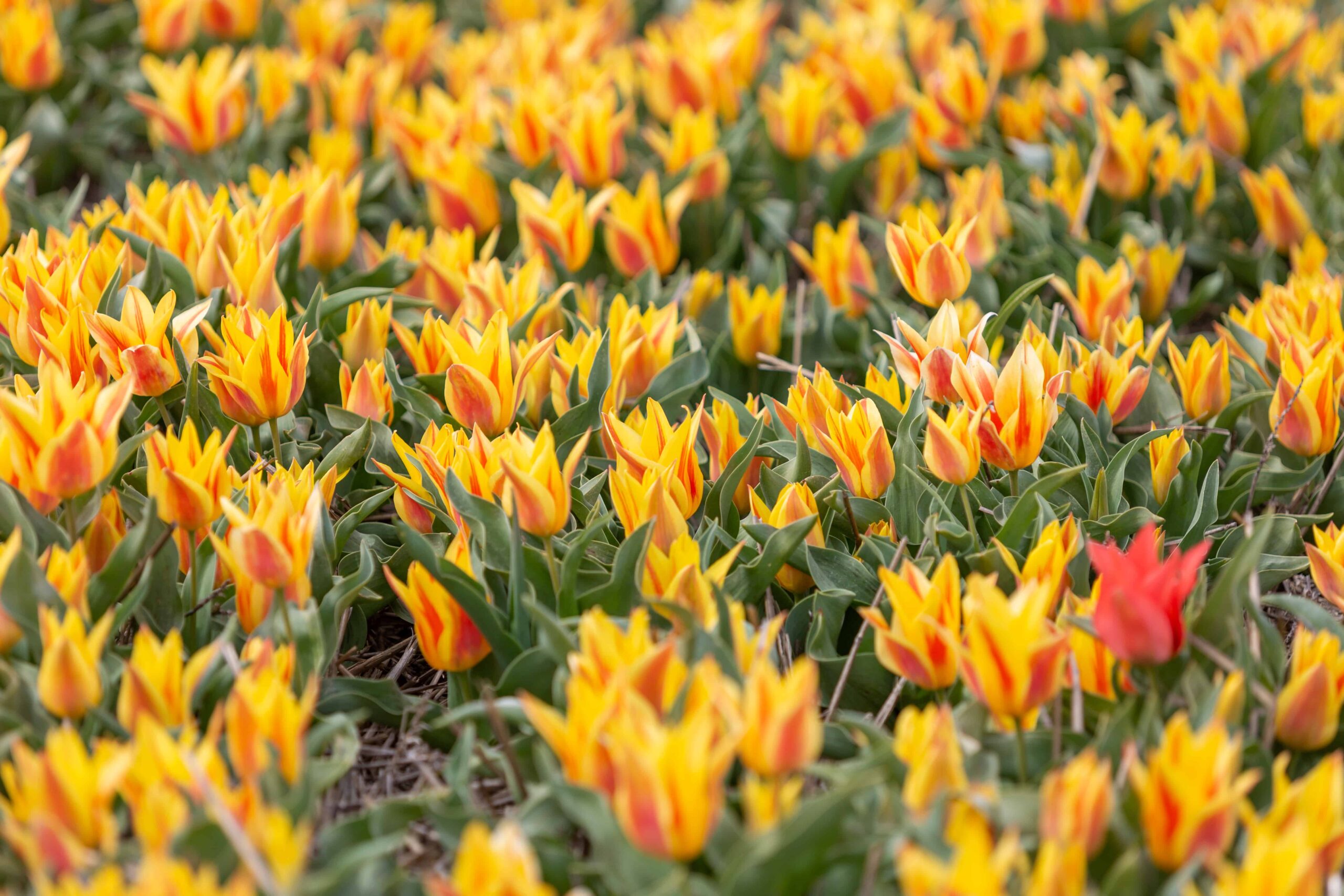 7 tulipani che prosperano nel Connecticut