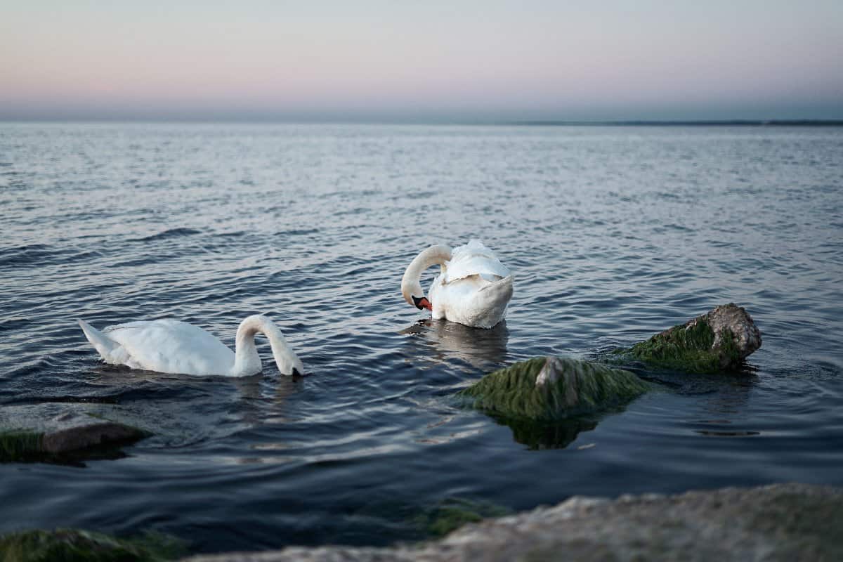 Dove vanno i cigni in inverno?