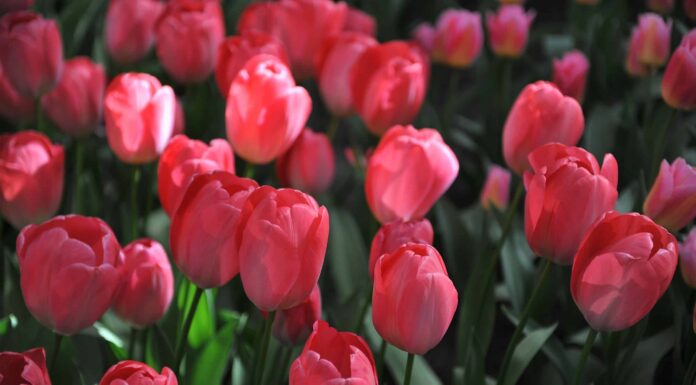Tulipani In Colorado
