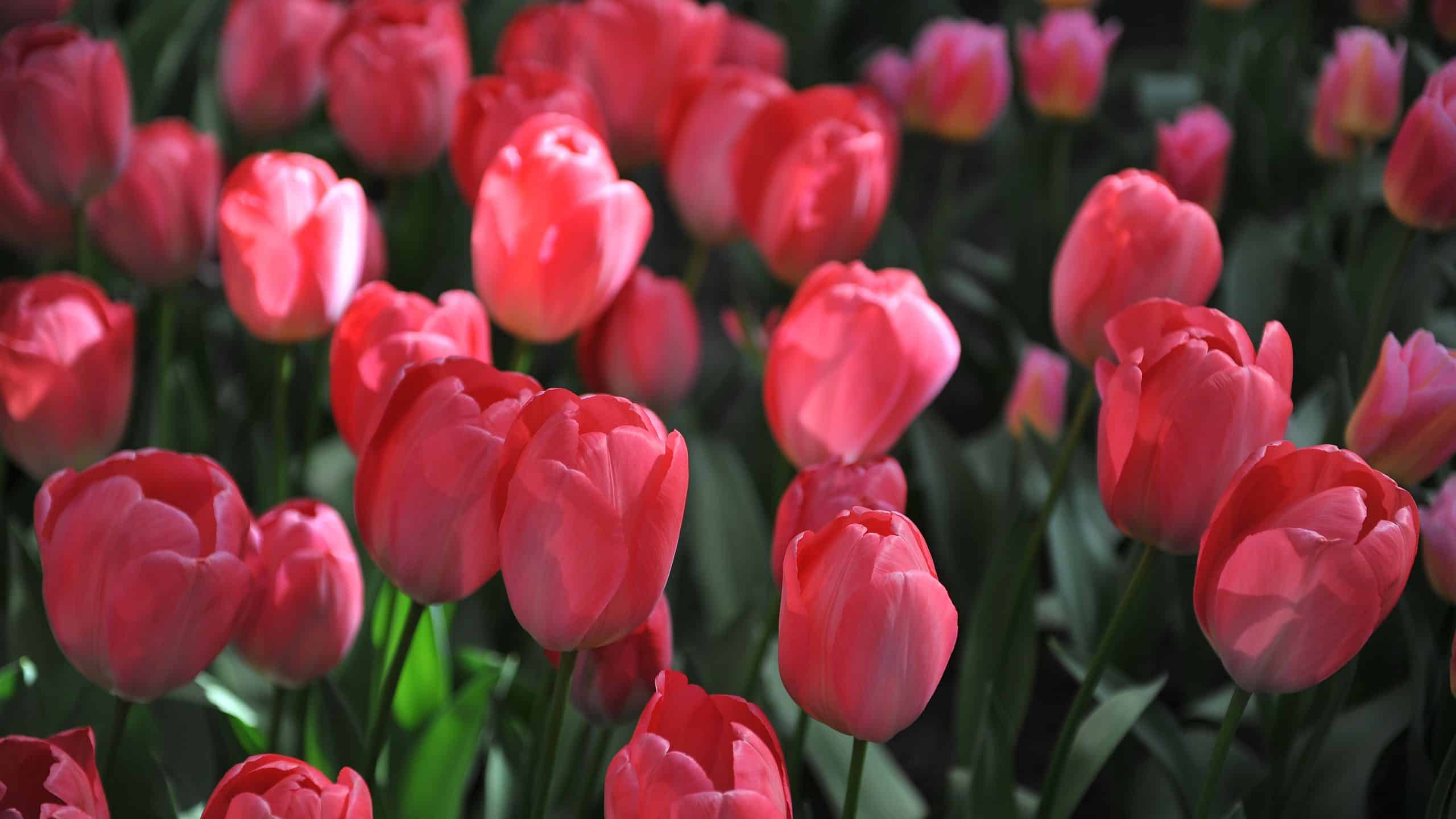 Tulipani In Colorado