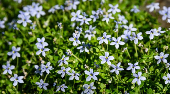 Blue Star Creeper vs Timo rampicante
