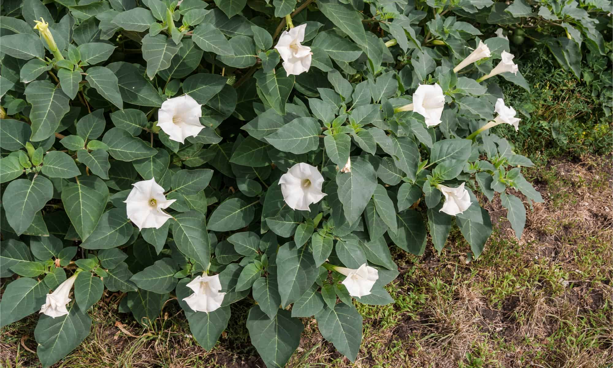 9 piante pericolosamente velenose da evitare in Arizona