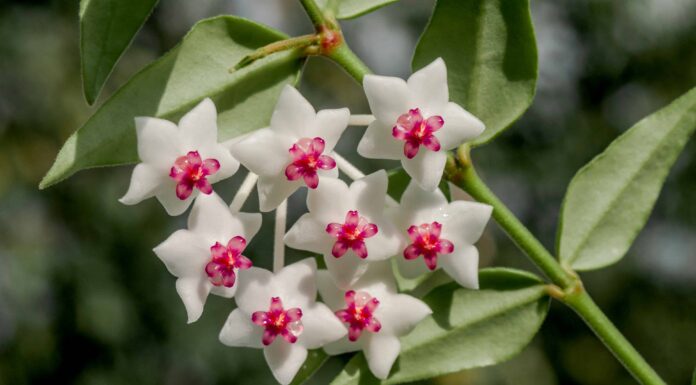 Bella Hoya: una guida completa
