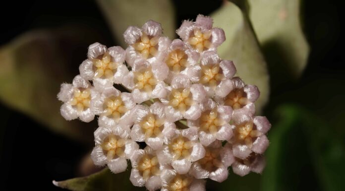 Sunrise Hoya: una guida completa
