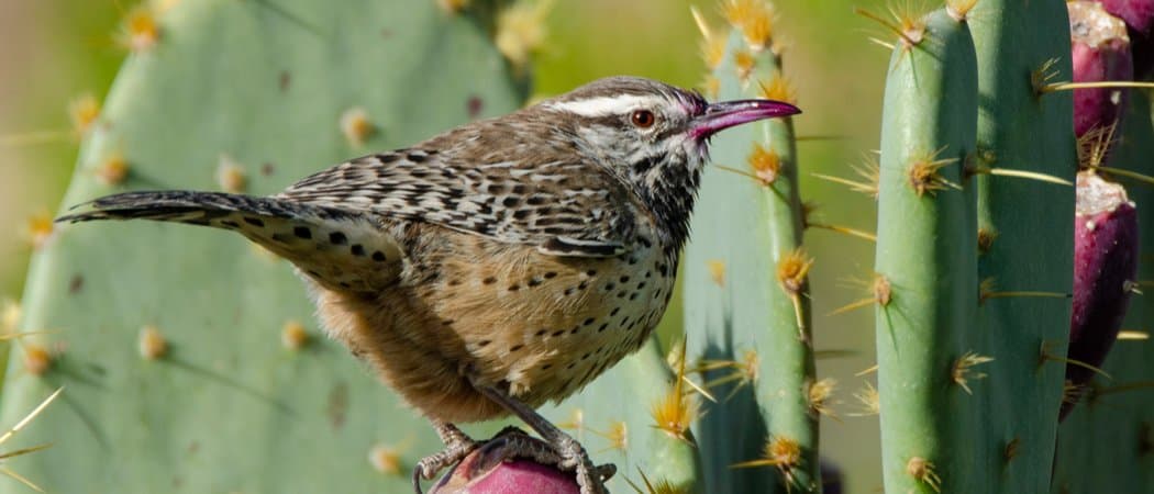Scopri i 7 animali ufficiali dello stato dell'Arizona