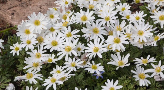 5 tipi di anemoni bianchi
