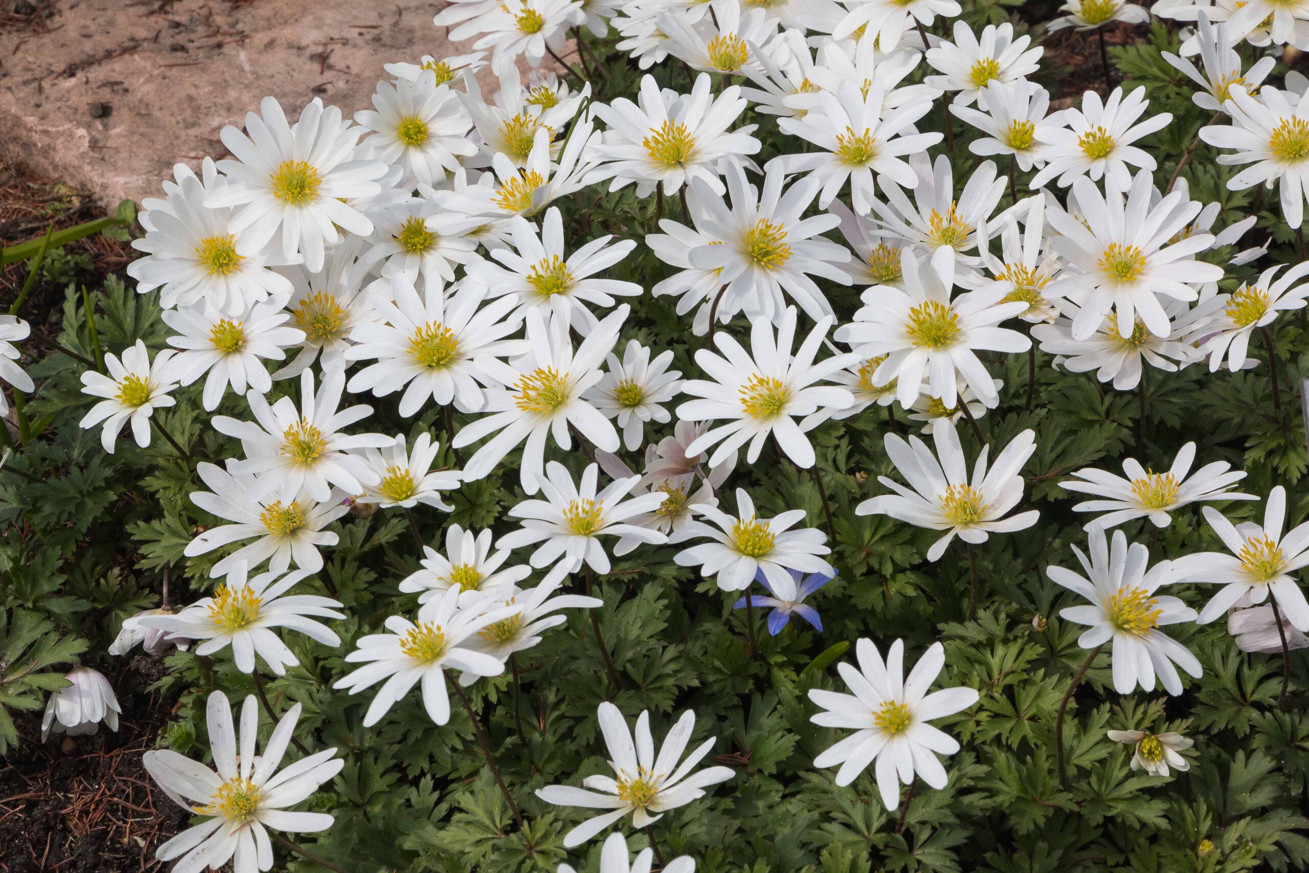 5 tipi di anemoni bianchi