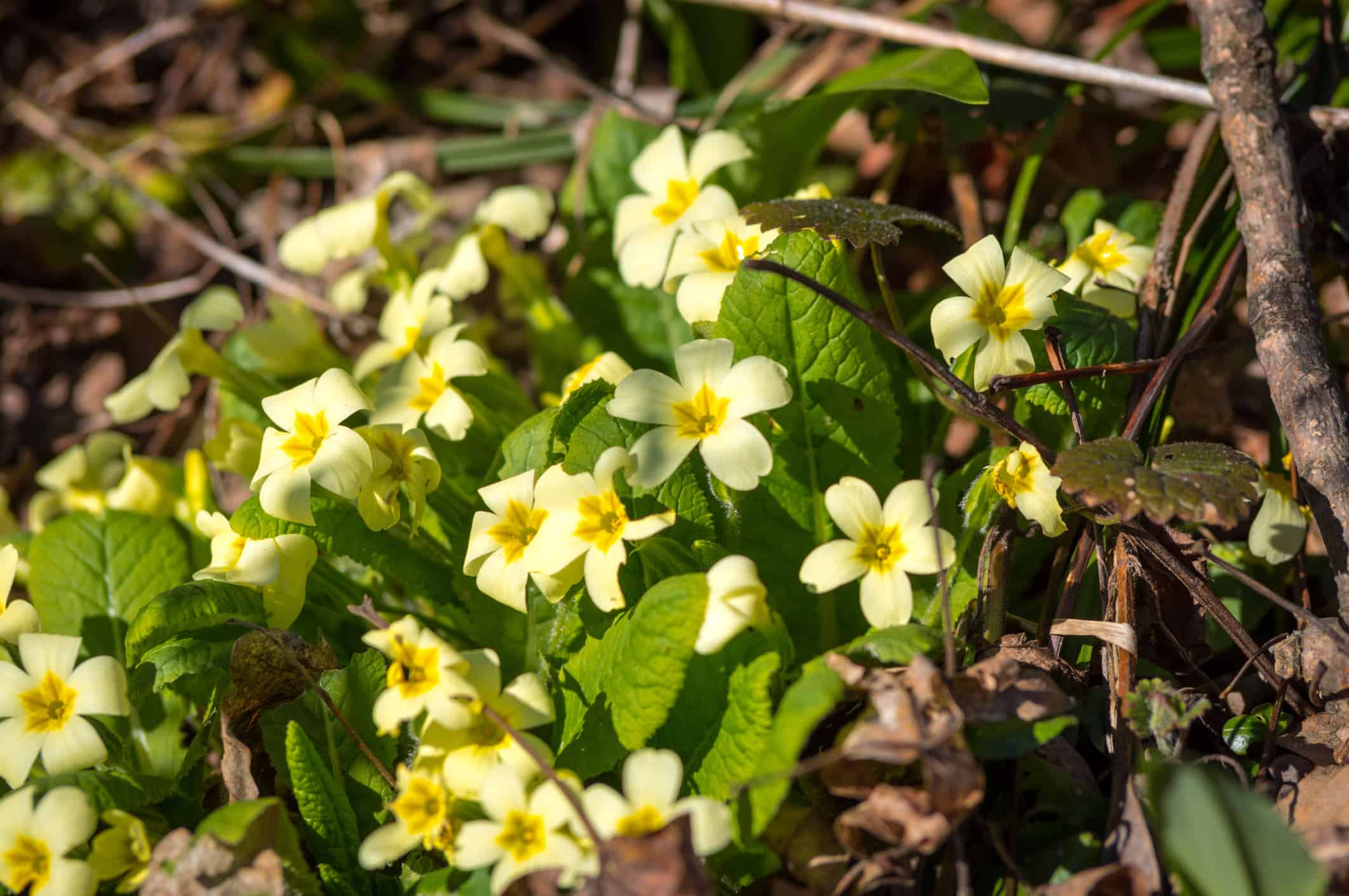 Tipi di bulbi di fresia