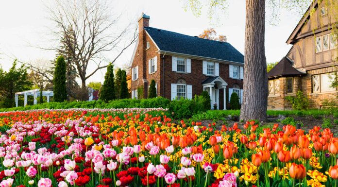 Scopri il festival dei tulipani più grande del mondo
