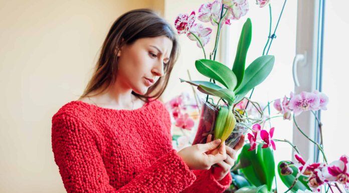 Orchidea appassita e altri problemi comuni
