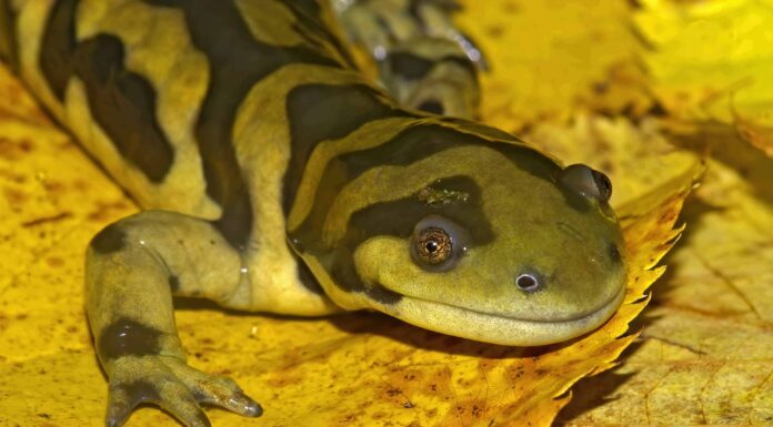Scopri gli 8 animali ufficiali dello stato del Kansas
