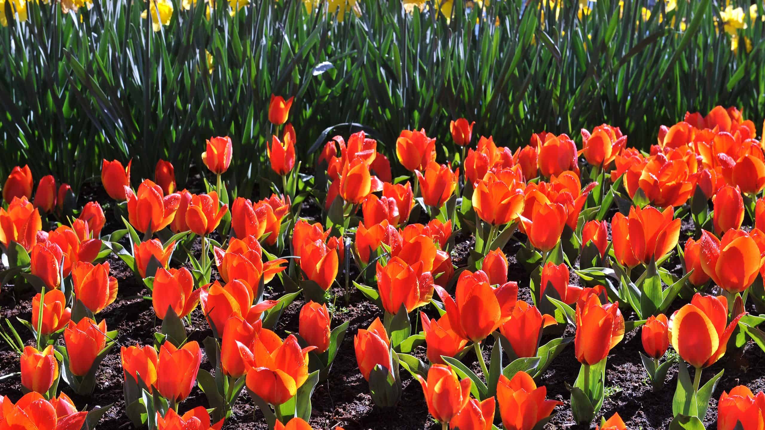 11 tipi di tulipani più popolari