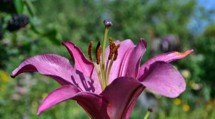 7 Tipi Di Gigli Viola
