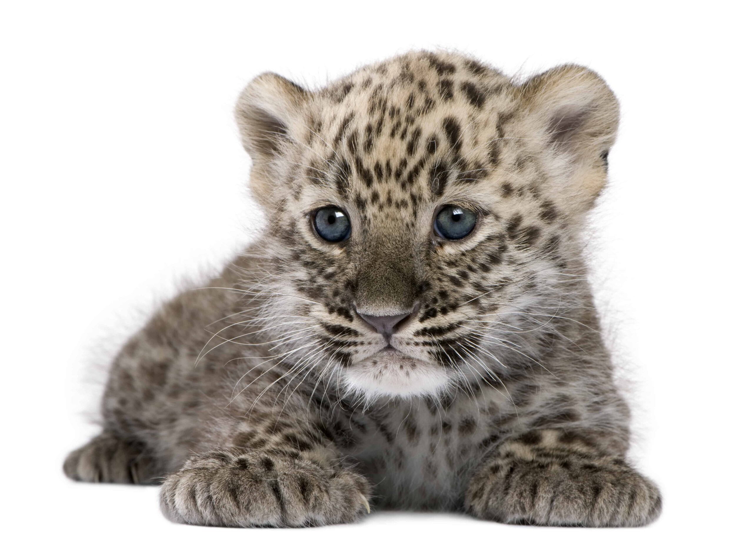8 fatti sui cuccioli di leopardo