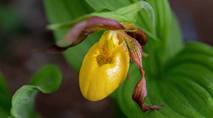 3 tipi di orchidee gialle
