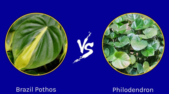  Pothos brasiliano vs.  Filodendro
