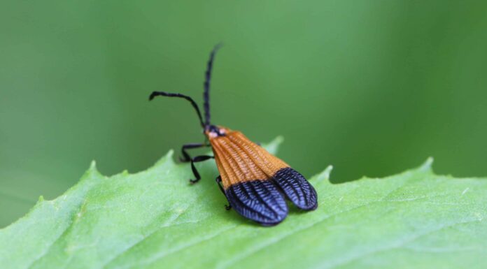 Dieci coleotteri nativi del Wisconsin
