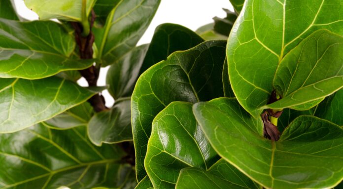 Cura del fico foglia di violino: tutto ciò che devi sapere
