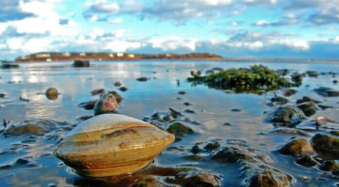 Un uomo trova un animale di 214 anni che vive a Florida Beach
