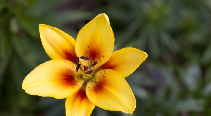 5 Tipi Di Gigli Gialli
