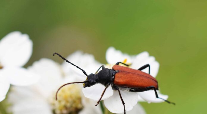 Dieci coleotteri originari della Virginia

