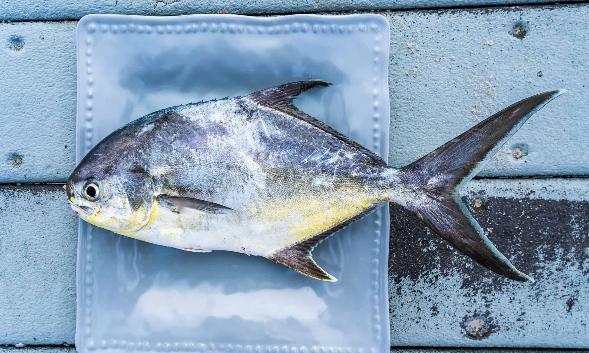 Pesce Pompano