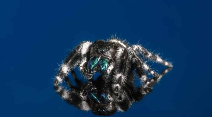 Scopri 6 ragni neri in Illinois
