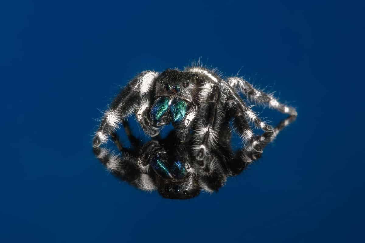 Scopri 6 ragni neri in Illinois