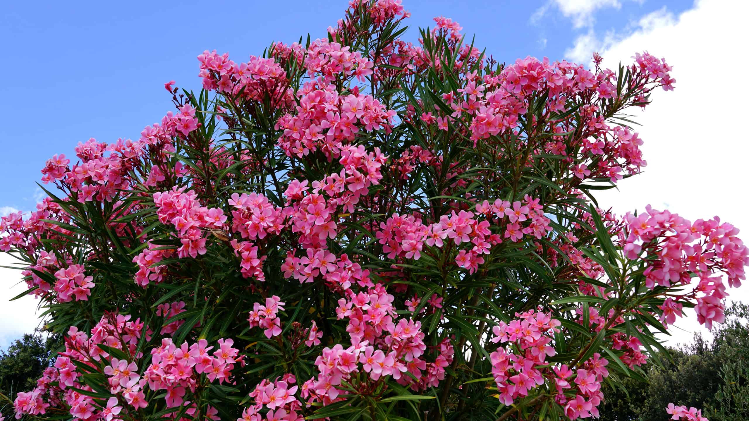 Attenzione a queste 10 piante pericolose che crescono alle Hawaii