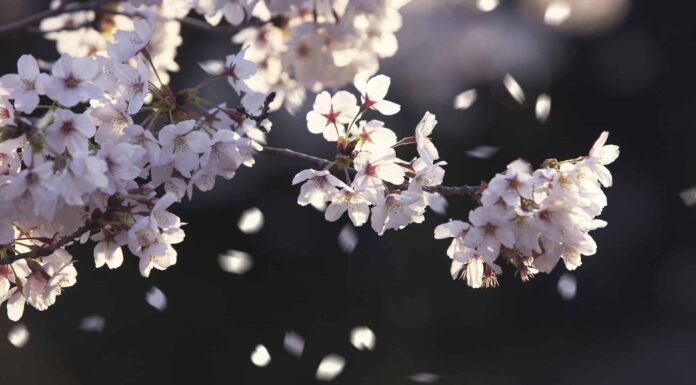 Fiori di ciliegio nel Michigan: quando fioriscono e dove vederli
