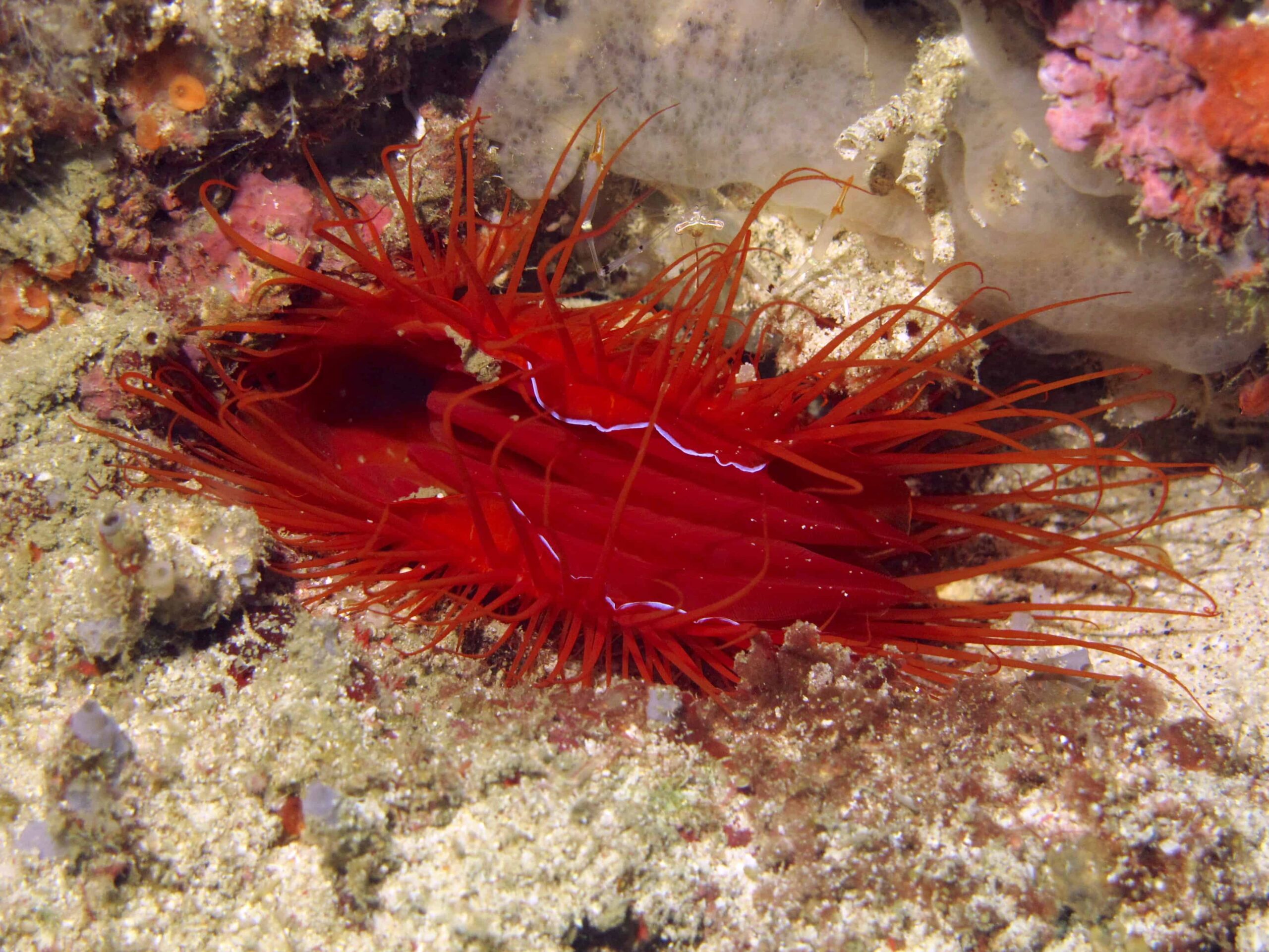 Vongola da discoteca