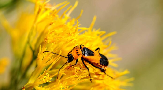 10 coleotteri trovati in Colorado
